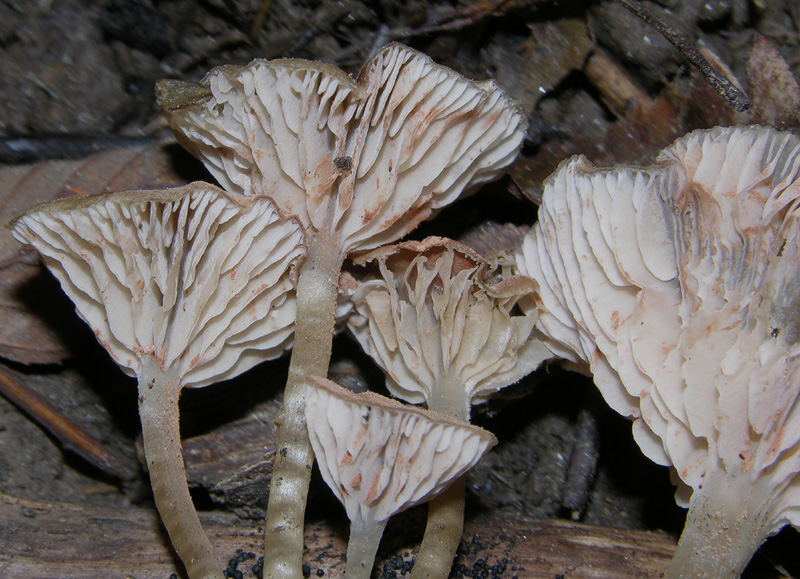 Un fosso......e una marea di funghi.(parte 2)